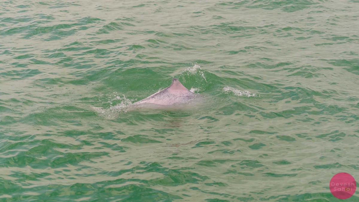 pink dolphin sighting hong kong