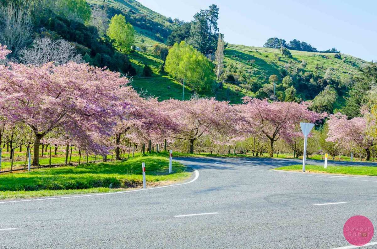Cherry blossom farm, on the way to Akaroa from Lake Forsyth