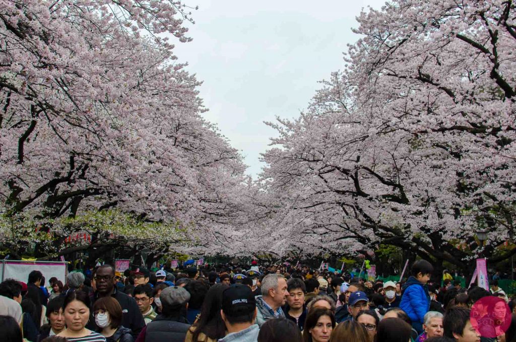 The sakura really draws the crowd