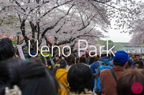Sakura In Full Bloom In Ueno Park, Tokyo