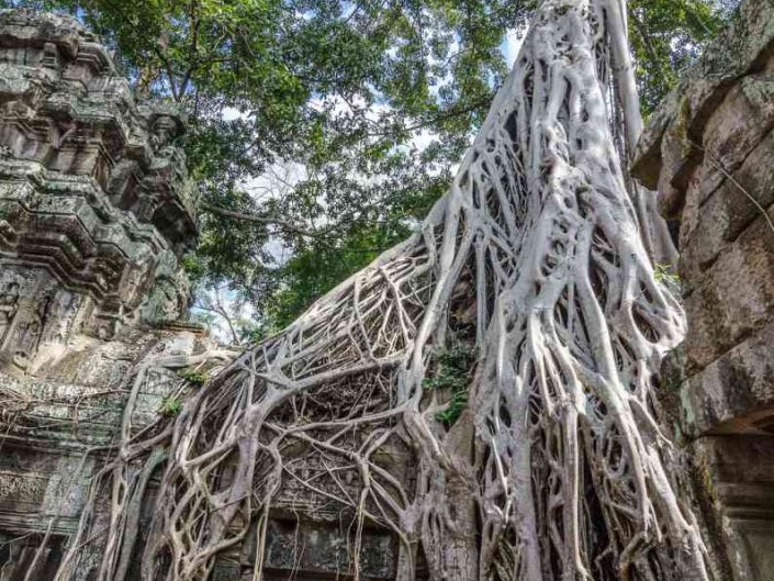 famous tomb raider tree at ta phrom