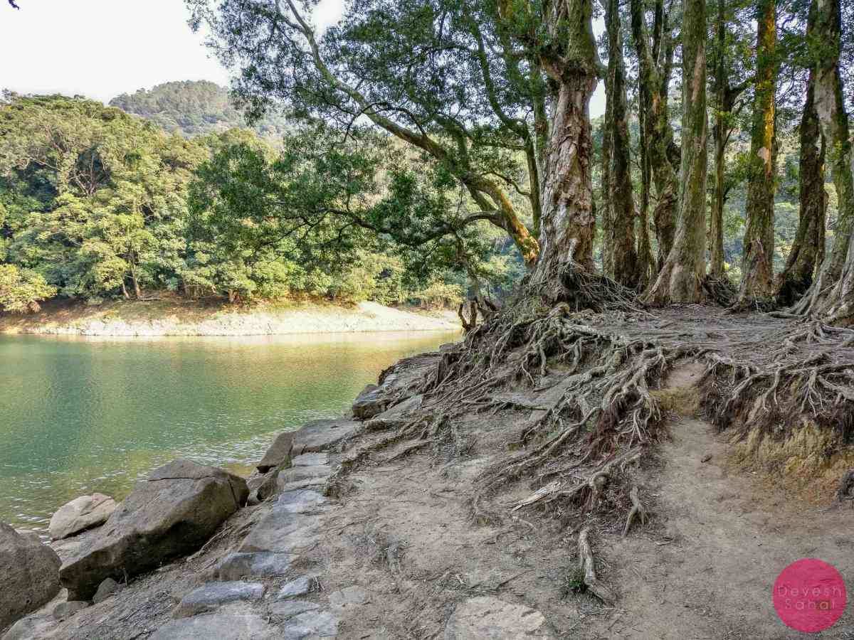 trees with exposed roots next to water