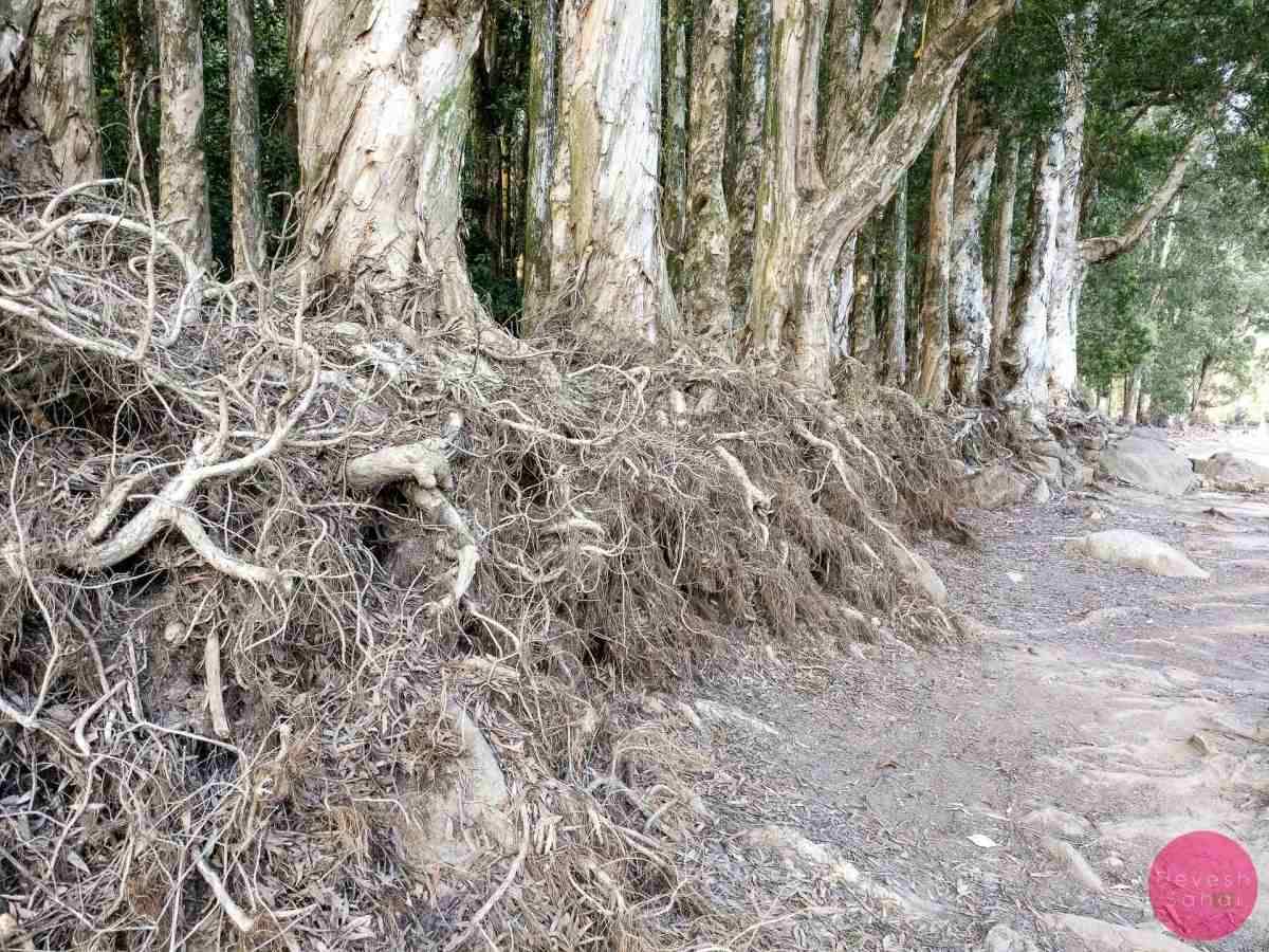 exposed roots of chinese banyan trees