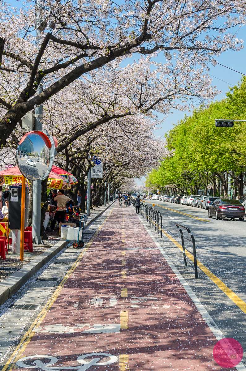 cherry blossom full bloom yeouido park seoul