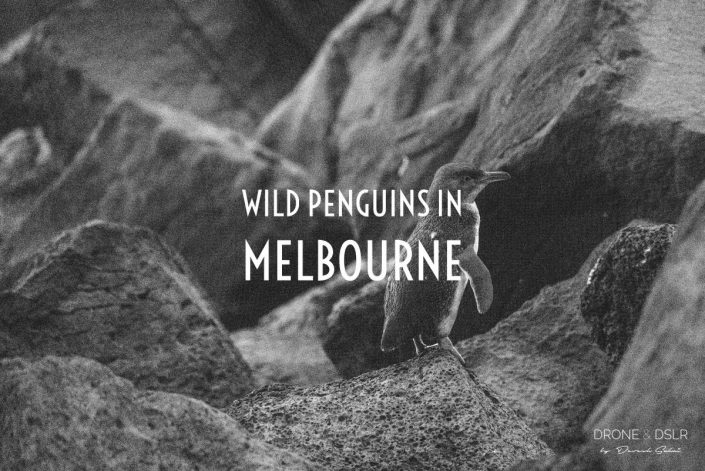 See Wild Penguins In Melbourne