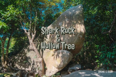 Shark Rock and Hollow Tree