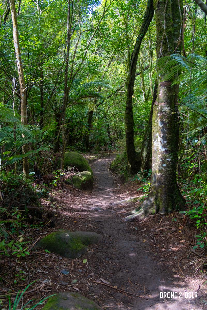 Wairere Falls Track - Hike Through Lush Forest to a Majestic Waterfall